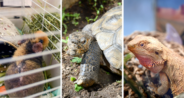 Becky the guinea pig, Wilbur the tortoise, and Draco the bearded dragon