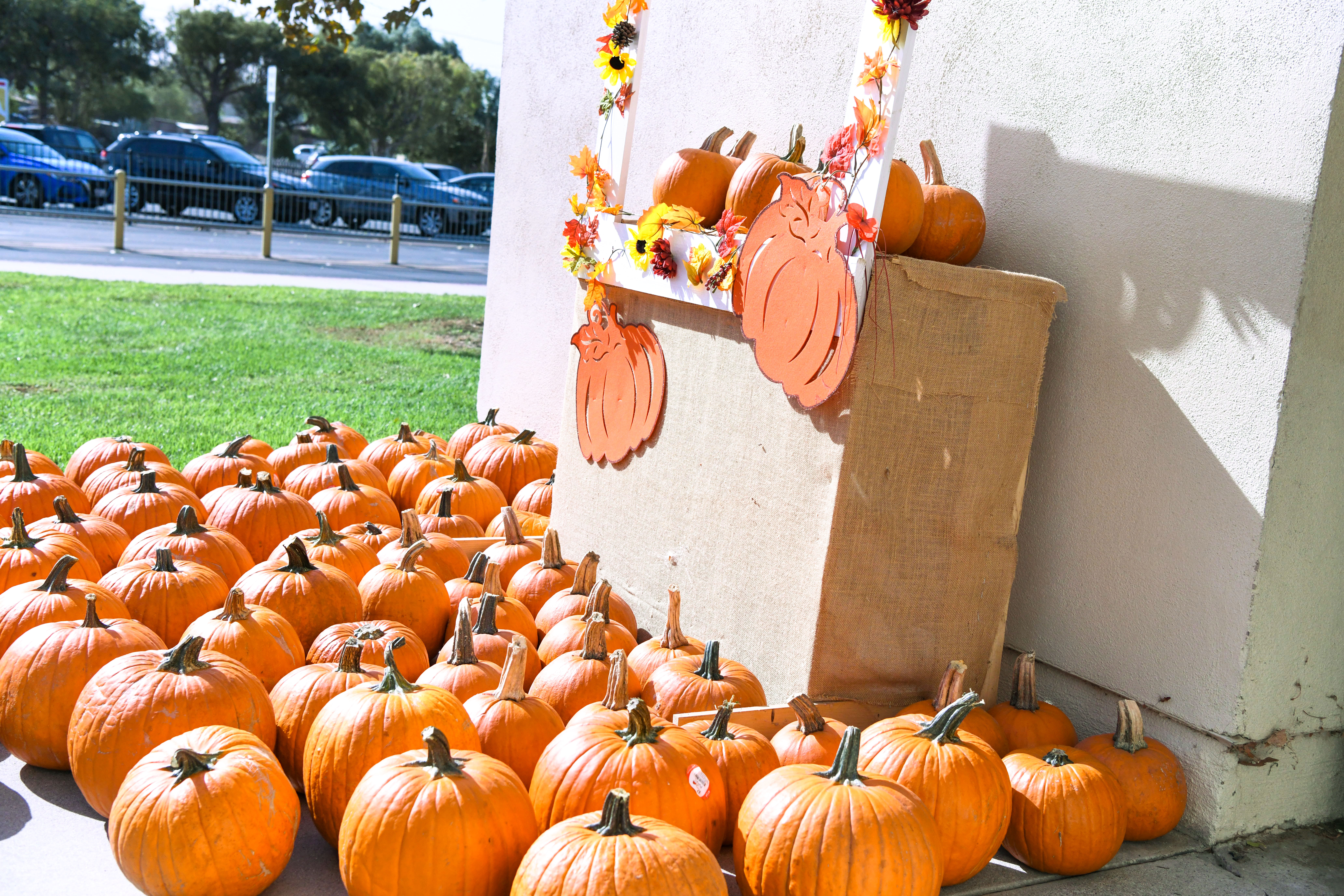 Pumpkins surround a festive stand